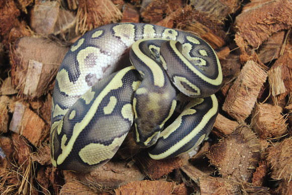Piton Bola Blackhead Lesser Leopard Het Clown MAcho ID R2-14