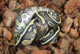 Piton Bola Blackhead Lesser Leopard Het Clown MAcho ID R2-14
