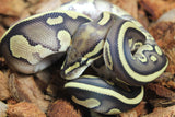 Piton Bola Blackhead Lesser Leopard Het Clown MAcho ID R2-14