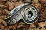 Piton Bola Blackhead Lesser  Het Clown MAcho ID R2-18