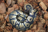 Piton Bola Blackhead  Het Clown MAcho ID R2-19
