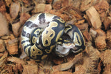 Piton Bola Blackhead  Het Clown MAcho ID R2-19
