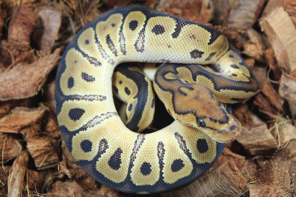 Piton Bola Clown YB Hembra ID R4-02