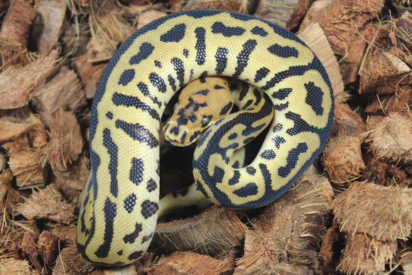 Piton Bola Batman (Clown Leopard SPotnose) Mahogany Hembra ID R4-04