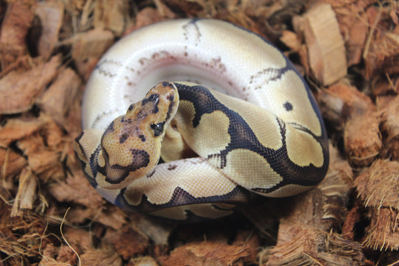 Piton Bola Clown Het DG Macho ID R5-11