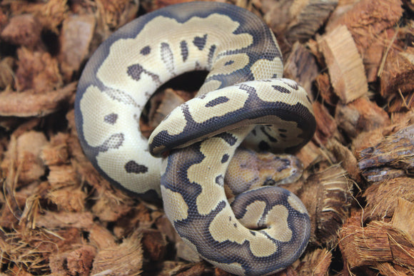 Piton Bola Clown Het DG Hembra ID R4-08