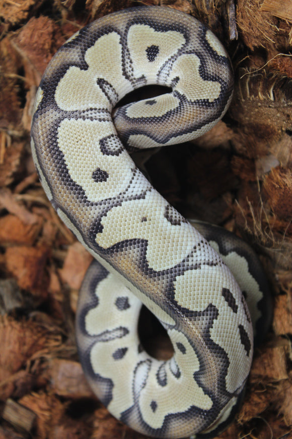 Piton Bola Clown Het DG Hembra ID R4-13