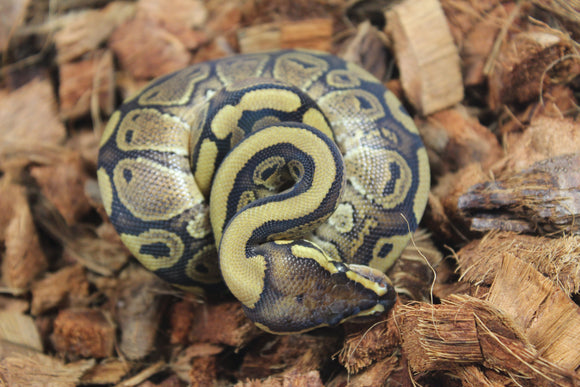 Piton Bola Redstripe Het Puzzle Macho ID R5-13