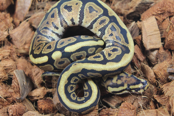 Piton Bola Spotnose Redstripe HEt Puzzle Hembra ID R13-04