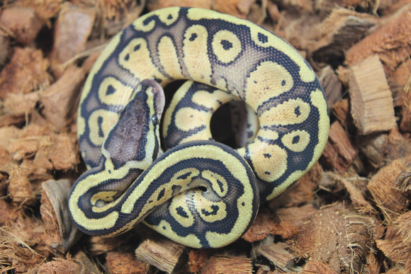Piton Bola Pastel Redstripe Het Puzzle Macho ID R13-08