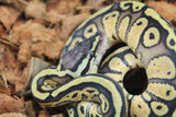 Piton Bola Pastel Redstripe Het Puzzle Macho ID R13-08