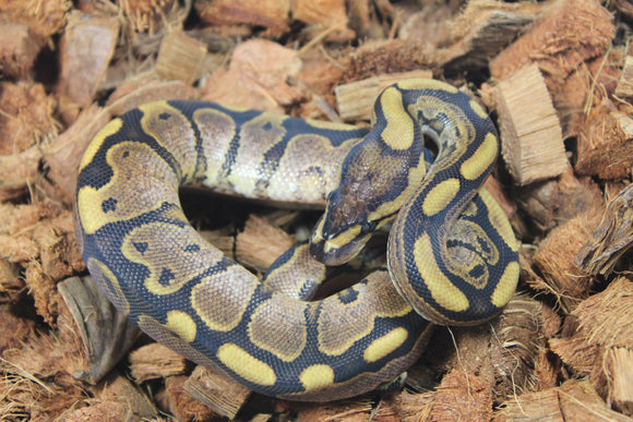 Piton Bola Calico Het Puzzle Macho ID R13-11