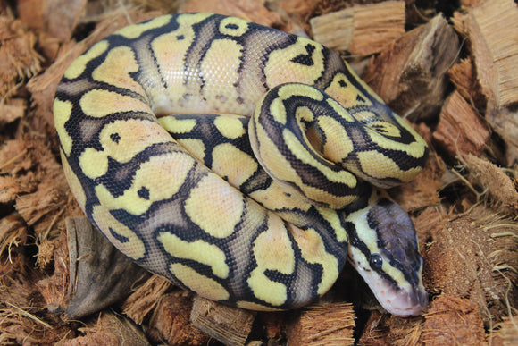 Piton Bola Pastel Het Puzzle Hembra ID R13-12