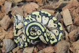 Piton Bola Pastel Calico Het Puzzle Hembra ID R13-14
