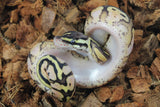 Piton Bola Pastel Calico Het Puzzle Hembra ID R13-14