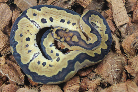 Piton Bola Clown YB Macho ID R13-16