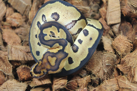 Piton Bola Clown YB Macho ID R15-03