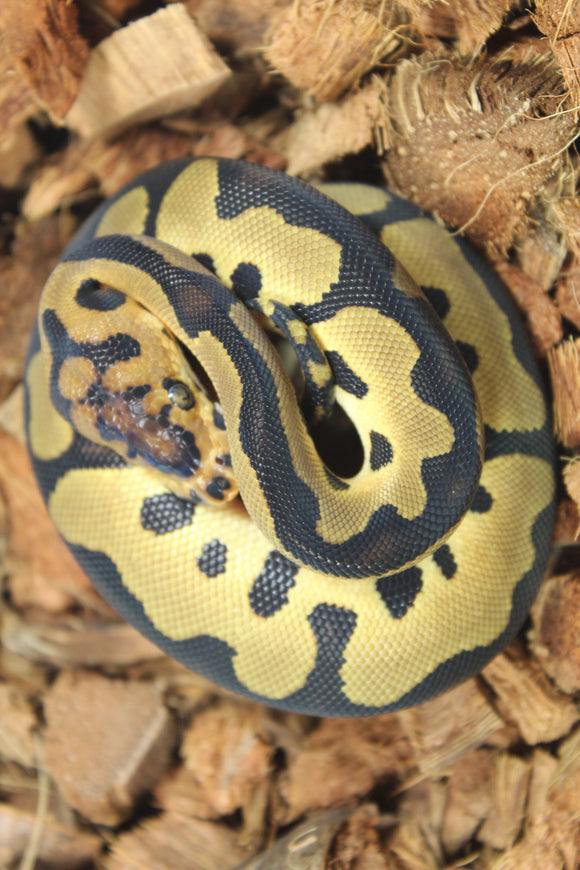 Piton Bola Clown Leopard YB Macho ID R15-10