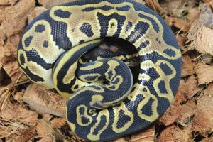 Piton Bola Leopard Het Clown Macho ID R16-11