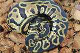 Piton Bola Leopard Het Clown Macho ID R16-11