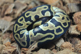 Piton Bola Leopard Het Clown Macho ID R16-11