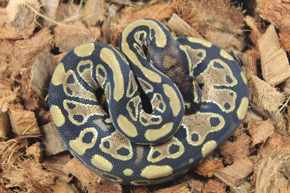 Piton Bola Yellowbelly Het Clown Macho ID R16-15