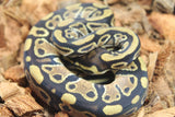Piton Bola Yellowbelly Het Clown Macho ID R16-15