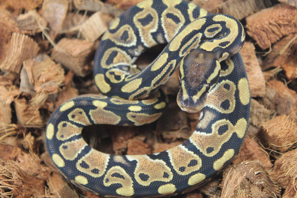 Piton Bola Yellowbelly Het Clown Macho ID R16-18