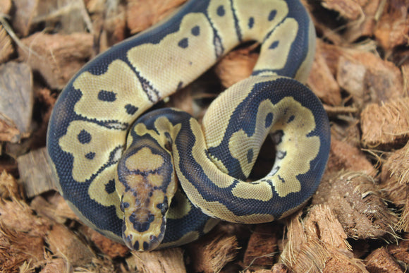 Piton Bola Clown Macho ID R14-06