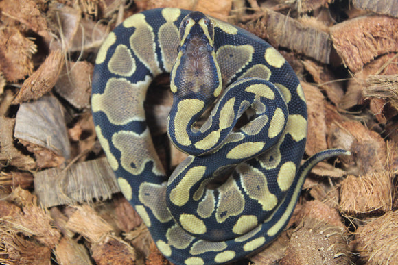 Piton Bola Hurricane Het Clown MAcho ID R17-02