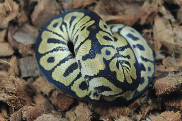 Piton Bola Clown Spotnose Macho ID R15-07