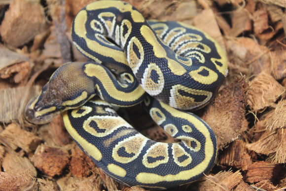 Piton Bola Cypress Het Clown Macho ID R3-07