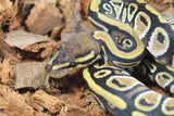 Piton Bola Cypress Het Clown Macho ID R3-07