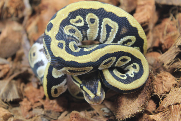 Piton Bola Cypress Het Clown Macho ID R5-02