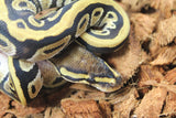 Piton Bola Cypress Het Clown Macho ID R5-02