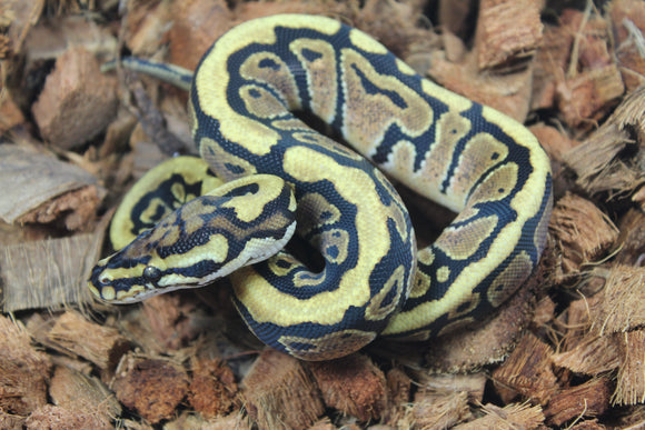 Piton Bola Spotnose Het Clown Macho ID R6-05