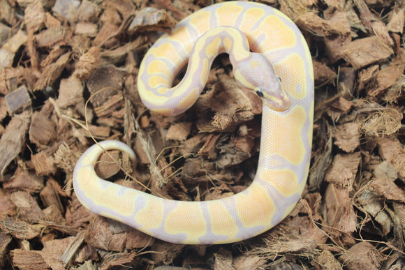 Piton Bola Banana TH Hypo Clown Pied Hembra ID R4-14