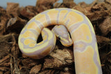 Piton Bola Banana TH Hypo Clown Pied Hembra ID R4-14