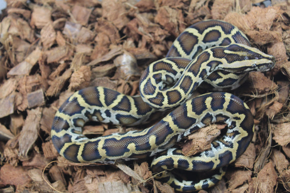 Piton Burmes Nominal 100% Het Albino Macho ID R4-17