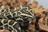 Piton Burmes Nominal 100% Het Albino Macho ID R4-17