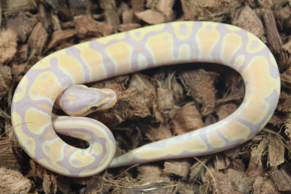 Piton Bola Banana TH Clown Pied Hypo Hembra ID R6-07
