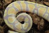 Piton Bola Banana TH Clown Pied Hypo Hembra ID R6-07