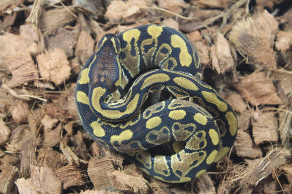 Piton Bola Nominal Macho ID R6-15