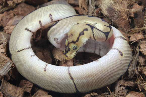 Piton Bola Spider Clown Het Pied Macho ID R12-02