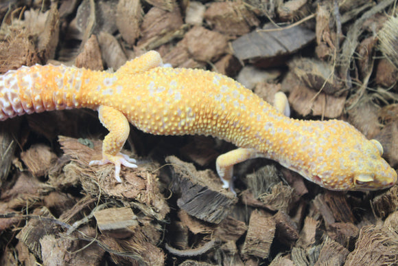 Gecko Leopardo Sunglow Bell Blood Macho ID R12-03