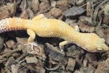 Gecko Leopardo Sunglow Bell Blood Macho ID R12-03