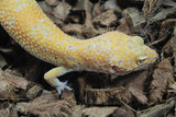 Gecko Leopardo Sunglow Bell Blood Macho ID R12-03