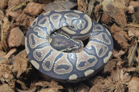 Piton Bola Russo Macho ID R12-04