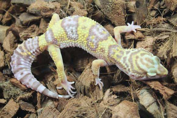 Gecko Leopardo Tremper Albino Hembra ID R12-05