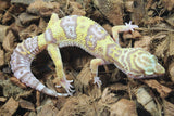 Gecko Leopardo Tremper Albino Hembra ID R12-05